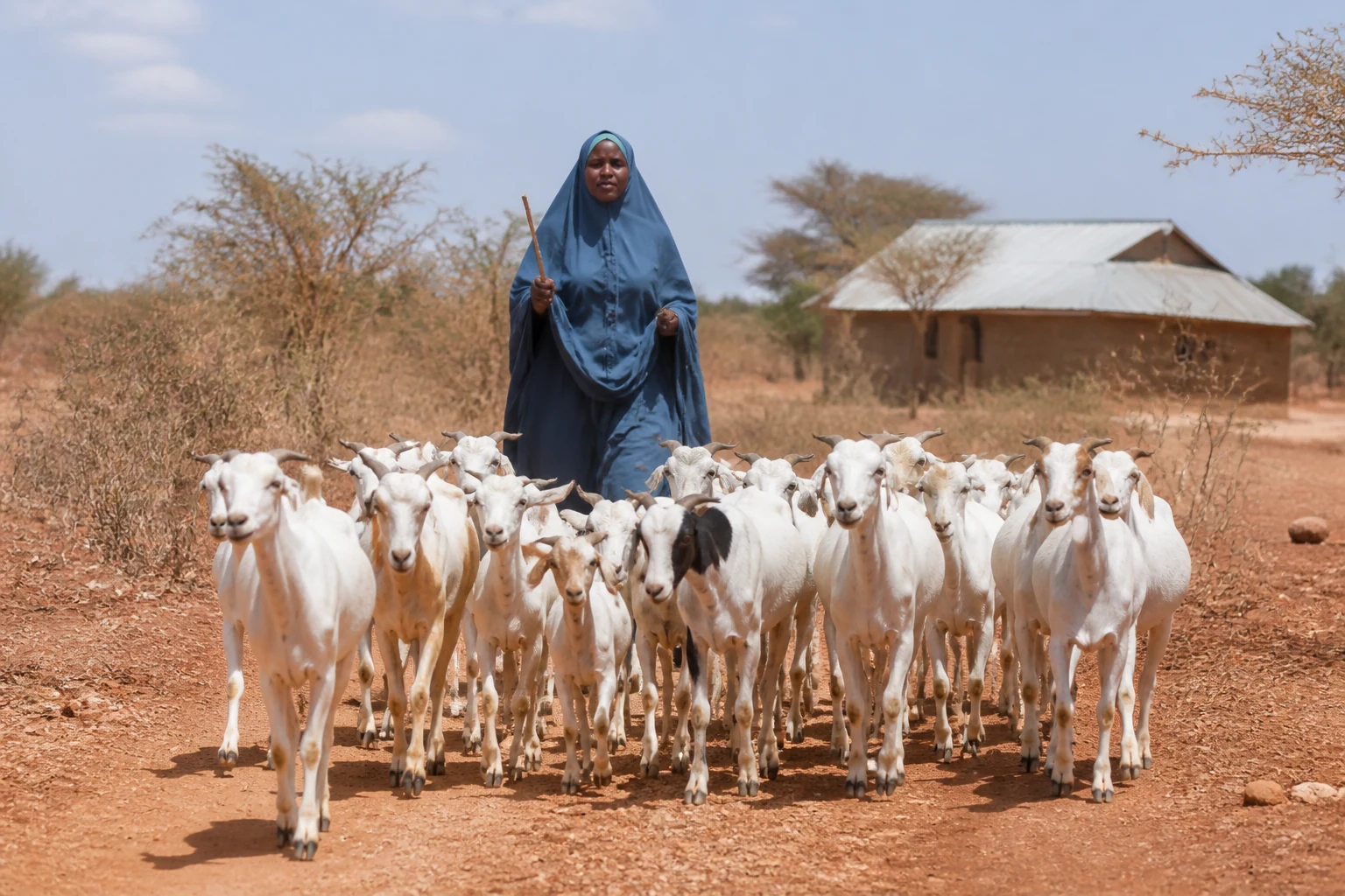 An adult Somali pastoralist woman guiding goats along a dryland path.
